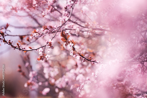 Różowe kwiaty wiśni Cherry blossom na drzewie, sezon wiosenny 