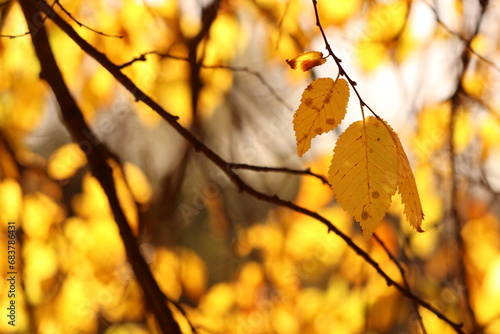 foglie gialle in autunno in un bosco
