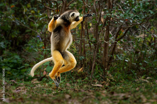 Jumping or dancing Diademed Sifaka - Propithecus diadema or diademed simpona, Malagasy names simpona, simpony and ankomba joby, endangered lemur endemic to rainforests in eastern Madagascar photo