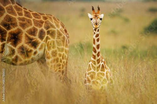 Rothschild's giraffe - Giraffa camelopardalis rothschildi subspecies of the Northern giraffe, also Baringo or Nubian or as the Ugandan giraffe, portrait of cub long neck mammal from Africa photo