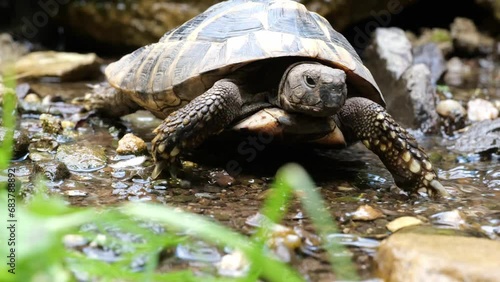 Eastern Hermann's tortoise, European terrestrial turtle, Testudo hermanni boettgeri, turtle on the lawn in nature