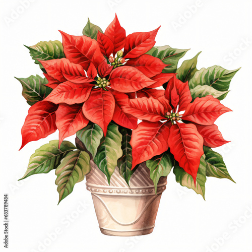 Potted Poinsettia Clipart isolated on white background