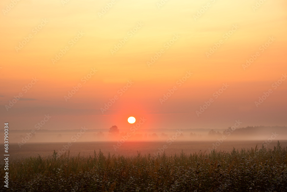 Summer spring dawn in a foggy flowering field and a red large round rising sun.