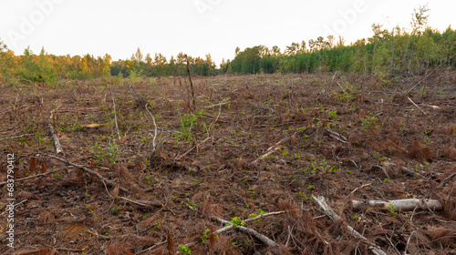 Acres deforested in a clear cut timber operations