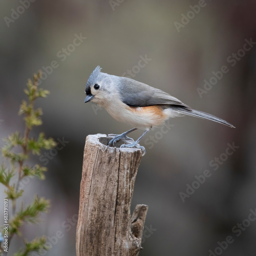 titmouse with seed