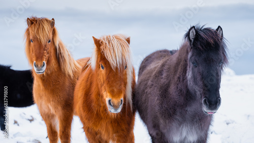 Photography Horses in Iceland