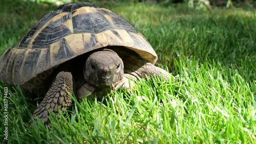 Eastern Hermann's tortoise, European terrestrial turtle, Testudo hermanni boettgeri, turtle on the lawn in nature