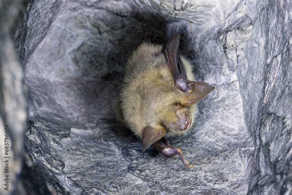 Close up strange animal Greater mouse-eared bat Myotis myotis hanging upside down in the hole of the cave and hibernating. Wildlife photography.