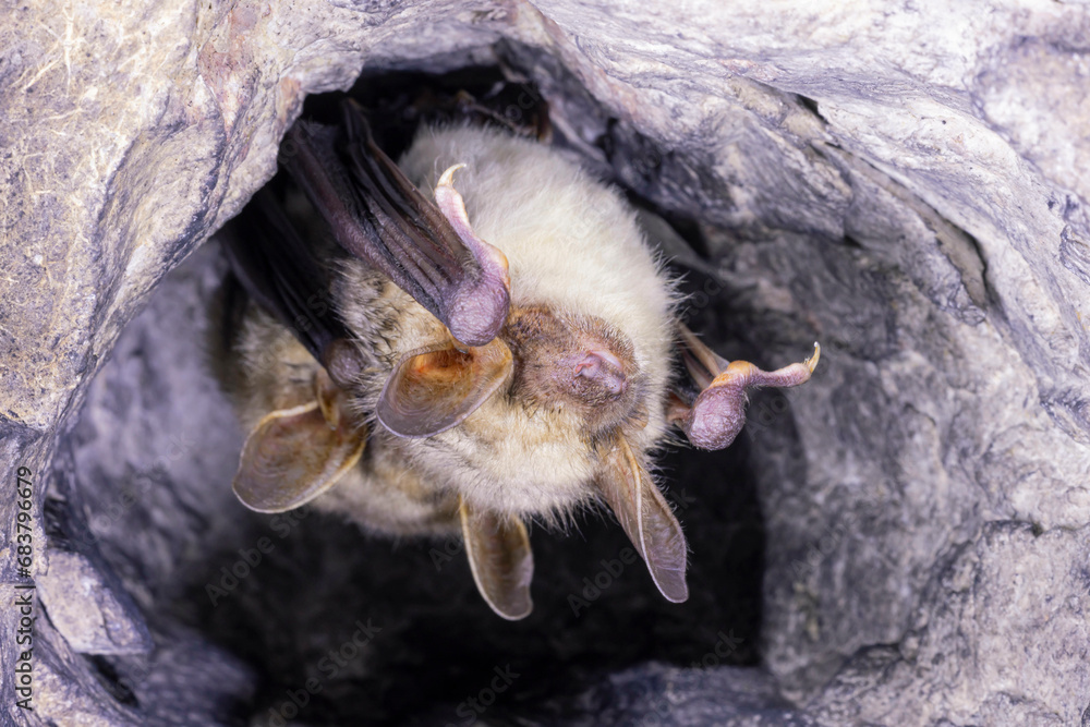 Fototapeta premium Close up two strange animals Greater mouse-eared bats Myotis myotis hanging upside down in the hole of the cave and hibernating. Wildlife photography.