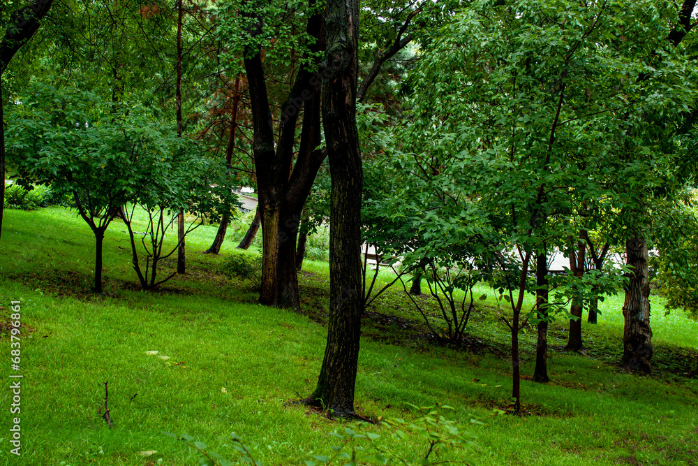 Leisure park area with trees and lawn after rain Leisure park area with trees and lawn after rain