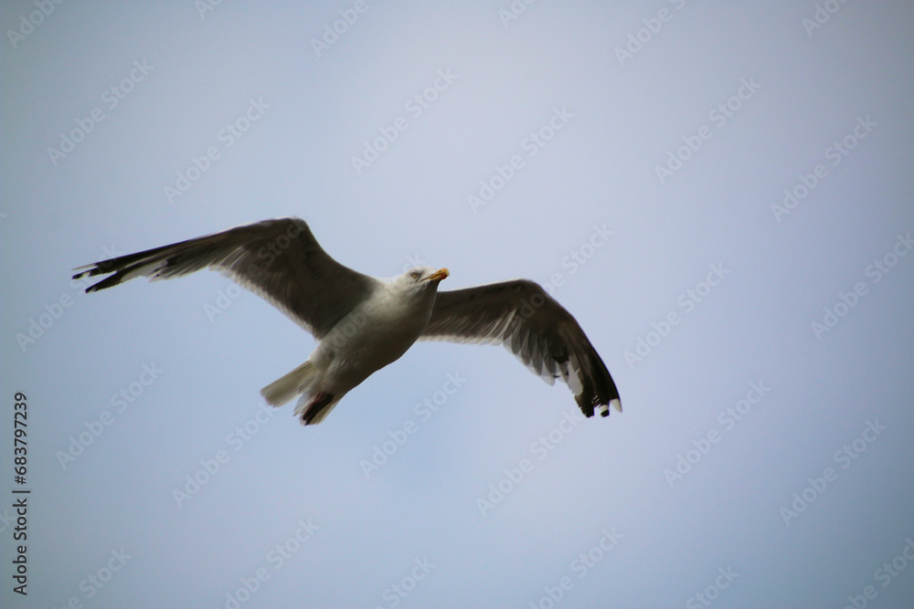 A Herring Gull in flight over Llandudno A Herring Gull in flight over Llandudno