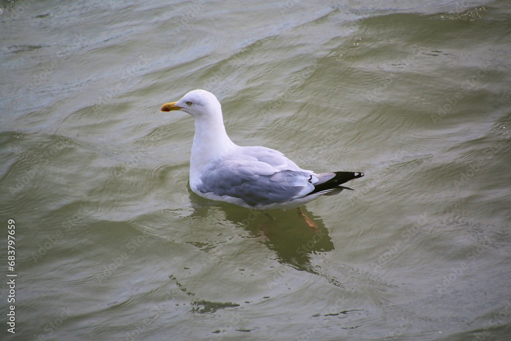 Fototapeta premium A close up of a Herring Gull