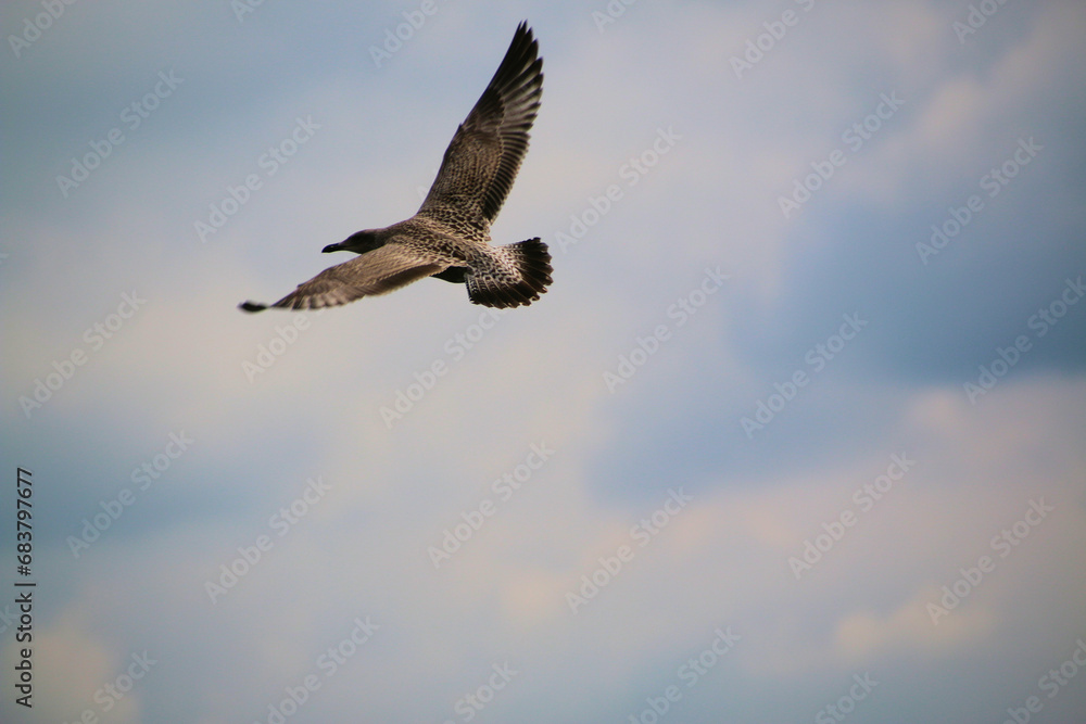A Herring Gull in flight over Llandudno A Herring Gull in flight over Llandudno