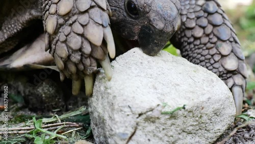 Eastern Hermann's tortoise, European terrestrial turtle, Testudo hermanni boettgeri, turtle on the lawn in nature