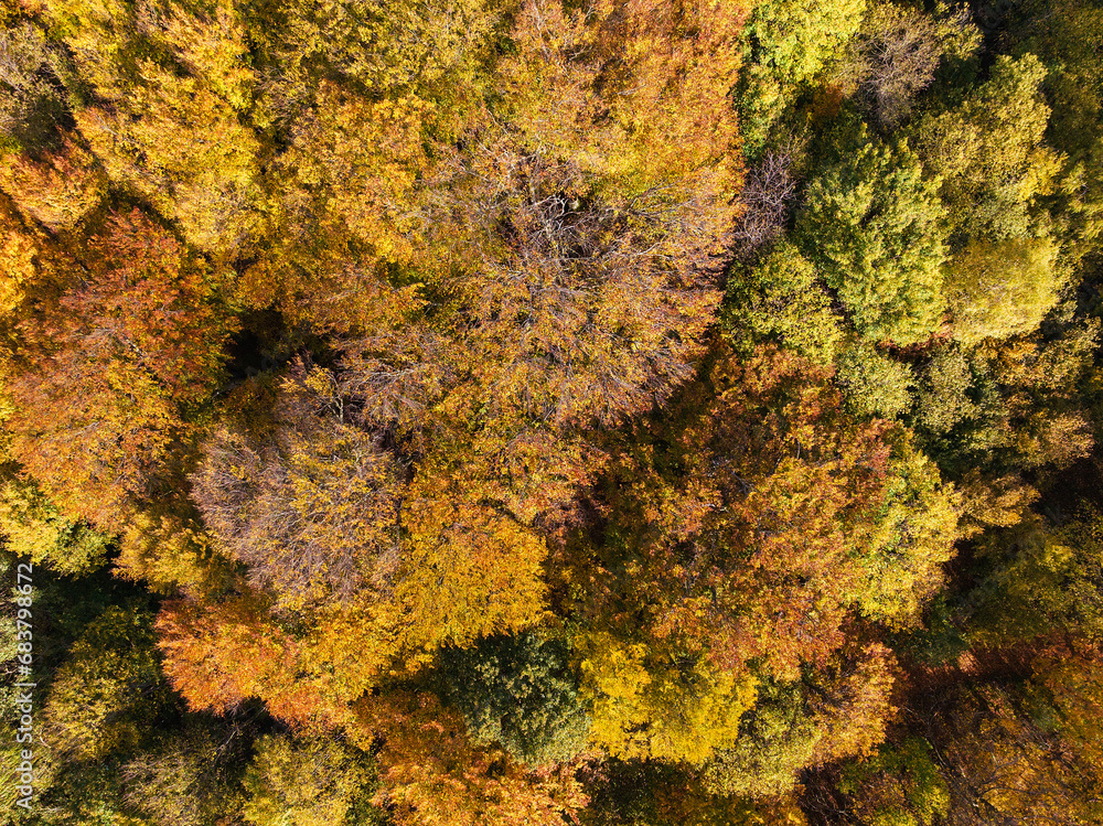 Aerial view of the beech forest in autumn, Samoborsko gorje, Croatia Aerial view of the beech forest in autumn, Samoborsko gorje, Croatia