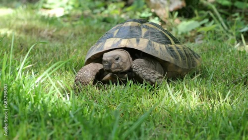 Eastern Hermann's tortoise, European terrestrial turtle, Testudo hermanni boettgeri, turtle on the lawn in nature