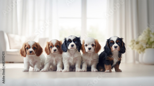 Group of cute spaniel puppies