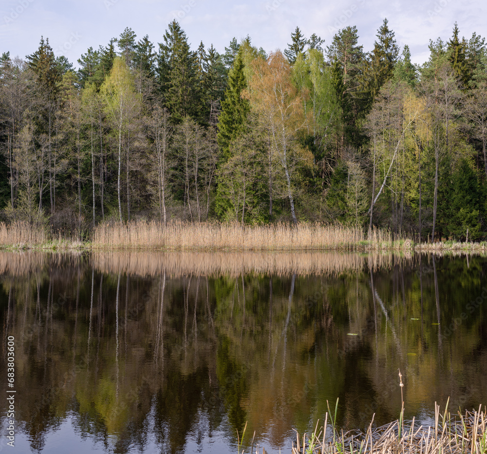 Reflection of the forest on the water surface of the lake in spring. Reflection of the forest on the water surface of the lake in spring.