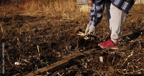 anonymous farmer removing cabbage roots from the ground, uproots plant residues out soil photo