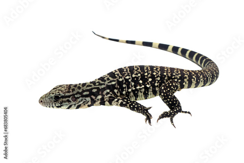 lizard on white png