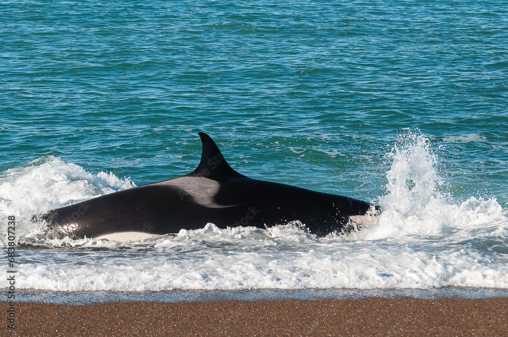 Fototapeta premium Killer Whale, Orca, hunting a sea lions , Peninsula Valdes, Patagonia Argentina