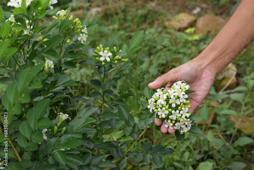 White Murraya paniculata flower in the garden, Hand holding Murraya paniculata flower
