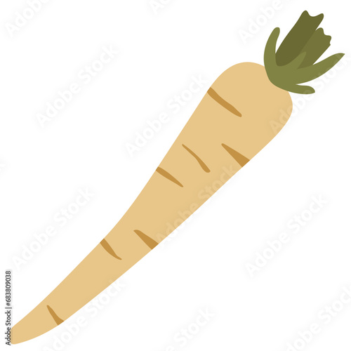 Vector drawing Light Parsnip root vegetable illustration on white background, isolated, no background