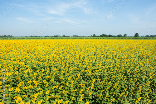 Common sunflower flower plant or Helianthus annuus floral tree on garden park field in rural countryside of Saraburi and Lopburi for thai people travelers travel visit rest relax at Lop buri, Thailand