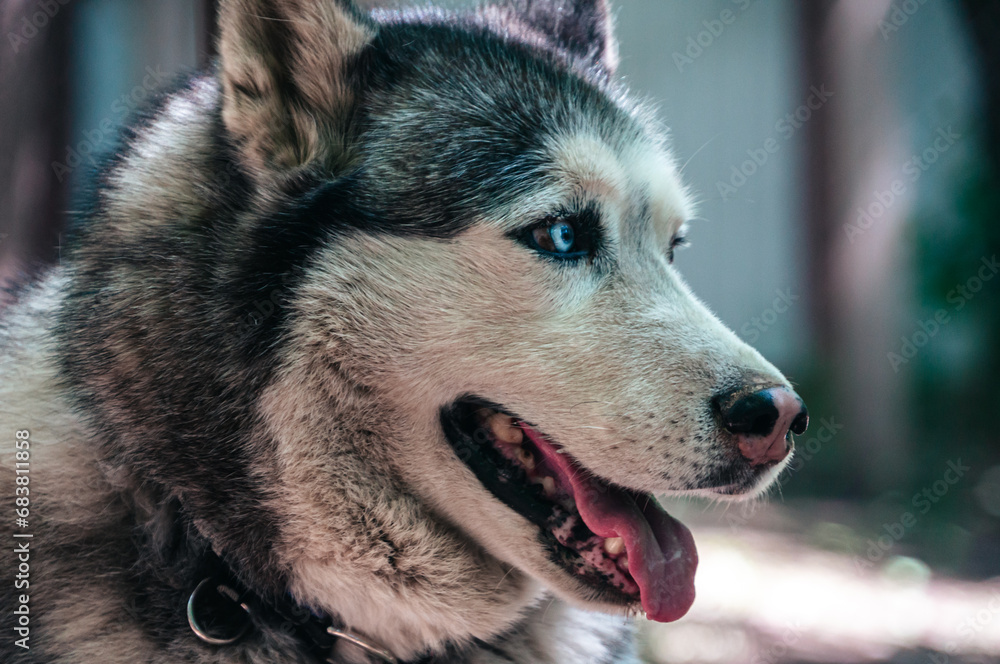 Beautiful Husky dog ​​on the background of the street