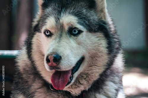 Beautiful Husky dog       on the background of the street