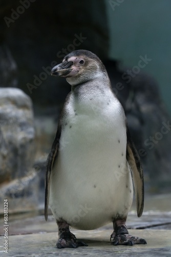 penguin in the zoo