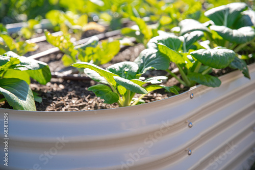 Photography Modern metal raised bed backyard gardens with Bok Choy Chinese cabbage growing,