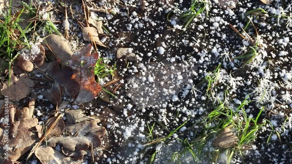 The change of the season, the first snow on the frozen ground. Green grass in ice. The change of the season, the first snow on the frozen ground. Green grass in ice.