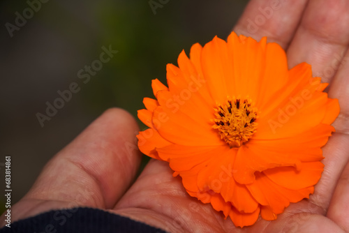 Yellow flower in the garden.The flower in hand. Cosmos Mexican Aster. Flowers with bright colors. The color of flowers used in art. Flowers used as medicine. The Starry Flower Field. photo