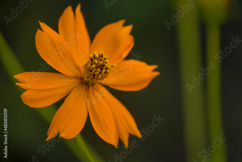 Bright Lights Cosmos (Cosmos sulphureus)
