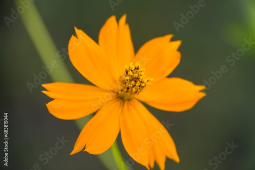 Bright Lights Cosmos (Cosmos sulphureus)