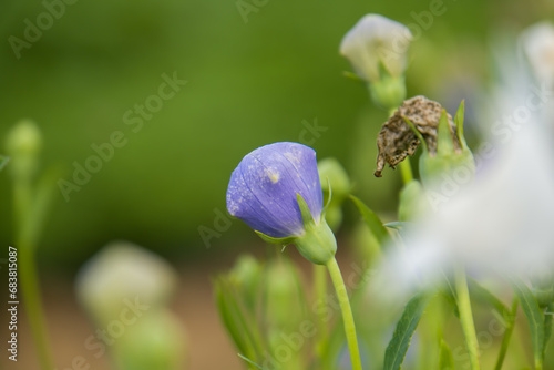 Glade of platycodon grandiflorus