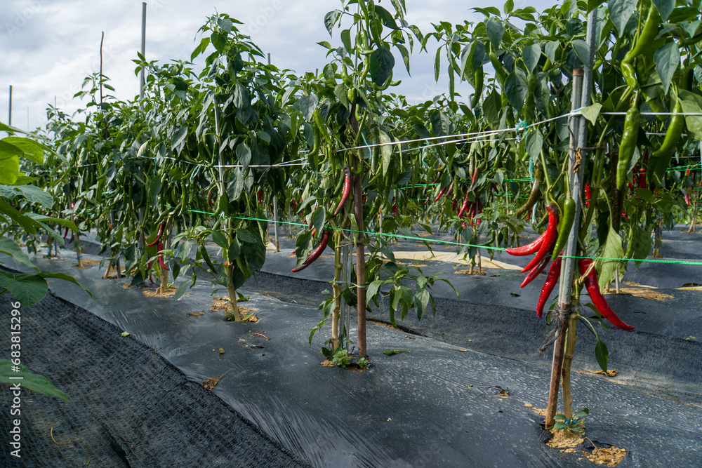 Fototapeta premium outdoor red chili garden, in korea