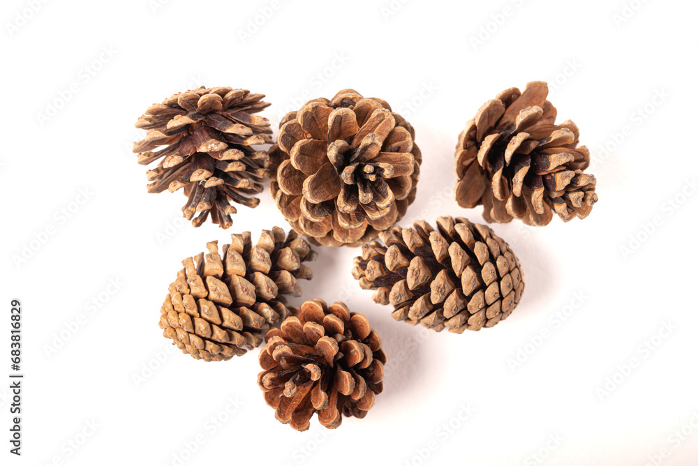 Fir or pine cone gray white background Fir or pine cone gray white background