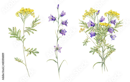 Watercolor common tansy. Set of yellow field flowers and bouquet. Clipart blue field flowers. Hand drawn illustration isolated on white background. Bundle botanical medicinal wildflowers clipart