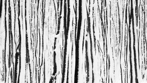 Abstract texture background winter trees background. Pattern landscape forest in winter 