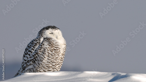 Harfang des neiges au repos sur la neige photo