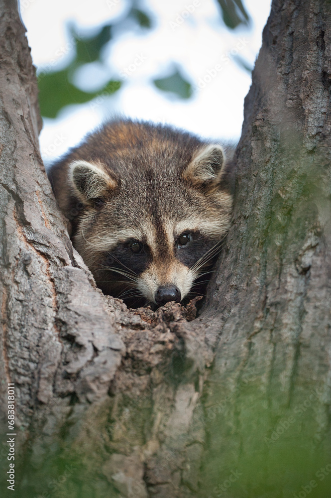 Fototapeta premium Raton laveur dans un arbre