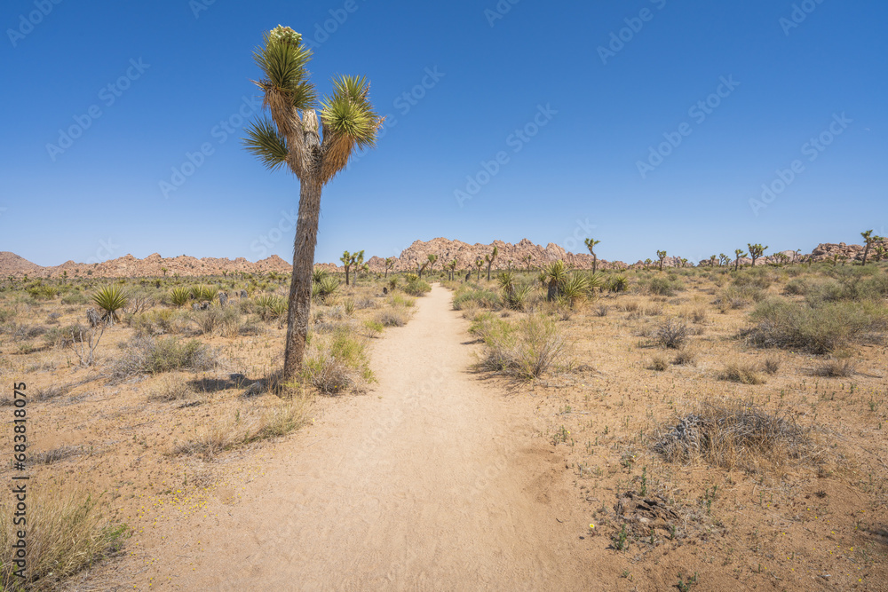 hiking the lost horse mine loop trail in joshua tree national park, california, usa