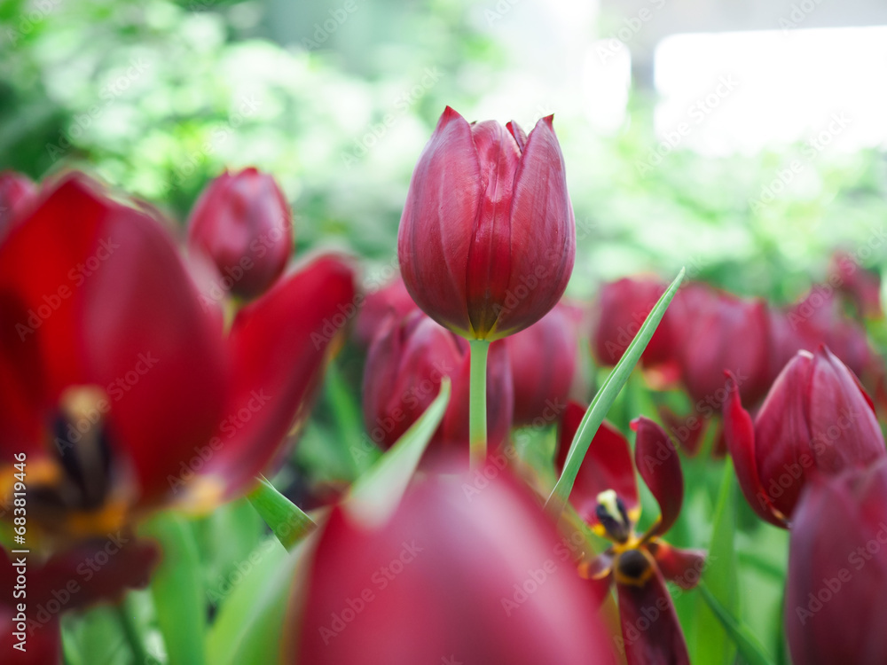 Fototapeta premium Close up Red tulip in the garden