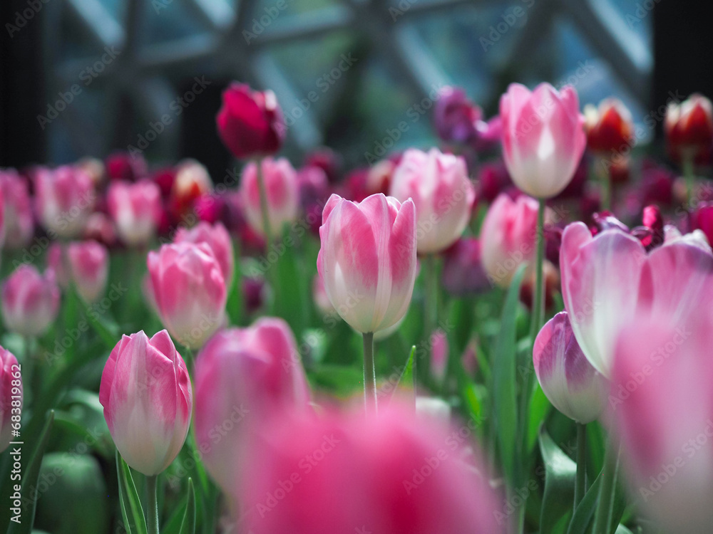Obraz premium Close up Pink tulip in the garden