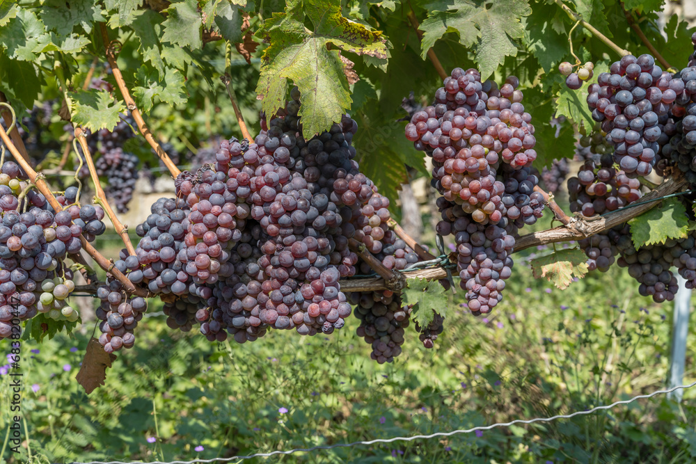 abundance of black ripe grapes in vineyard near Meunster, Stuttgart, Germany