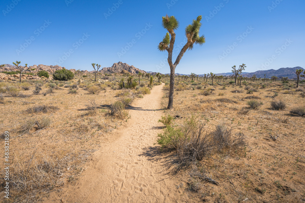 hiking the lost horse mine loop trail in joshua tree national park, california, usa