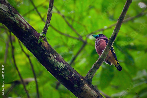 banded broadbill photo