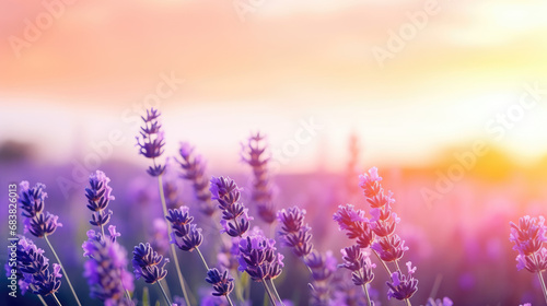Wide field of lavender in summer sunset  panorama blur background. Autumn or summer lavender background. Shallow depth of field.